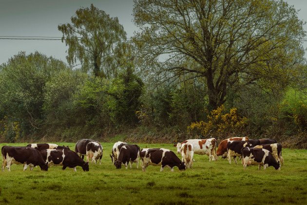 Case of bluetongue virus confirmed in Co Wexford cattle herd