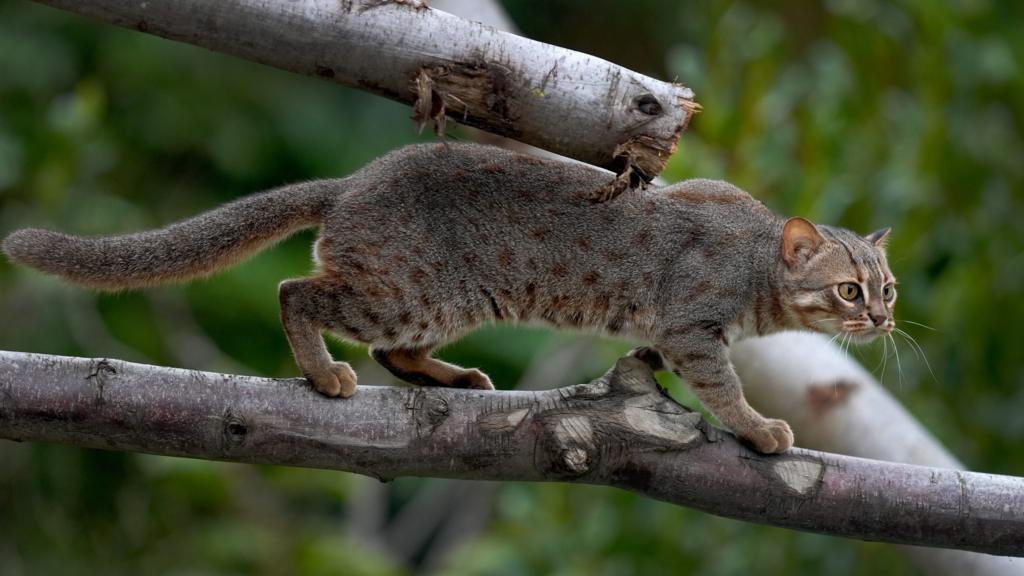 Tiny wild cat settles into new home