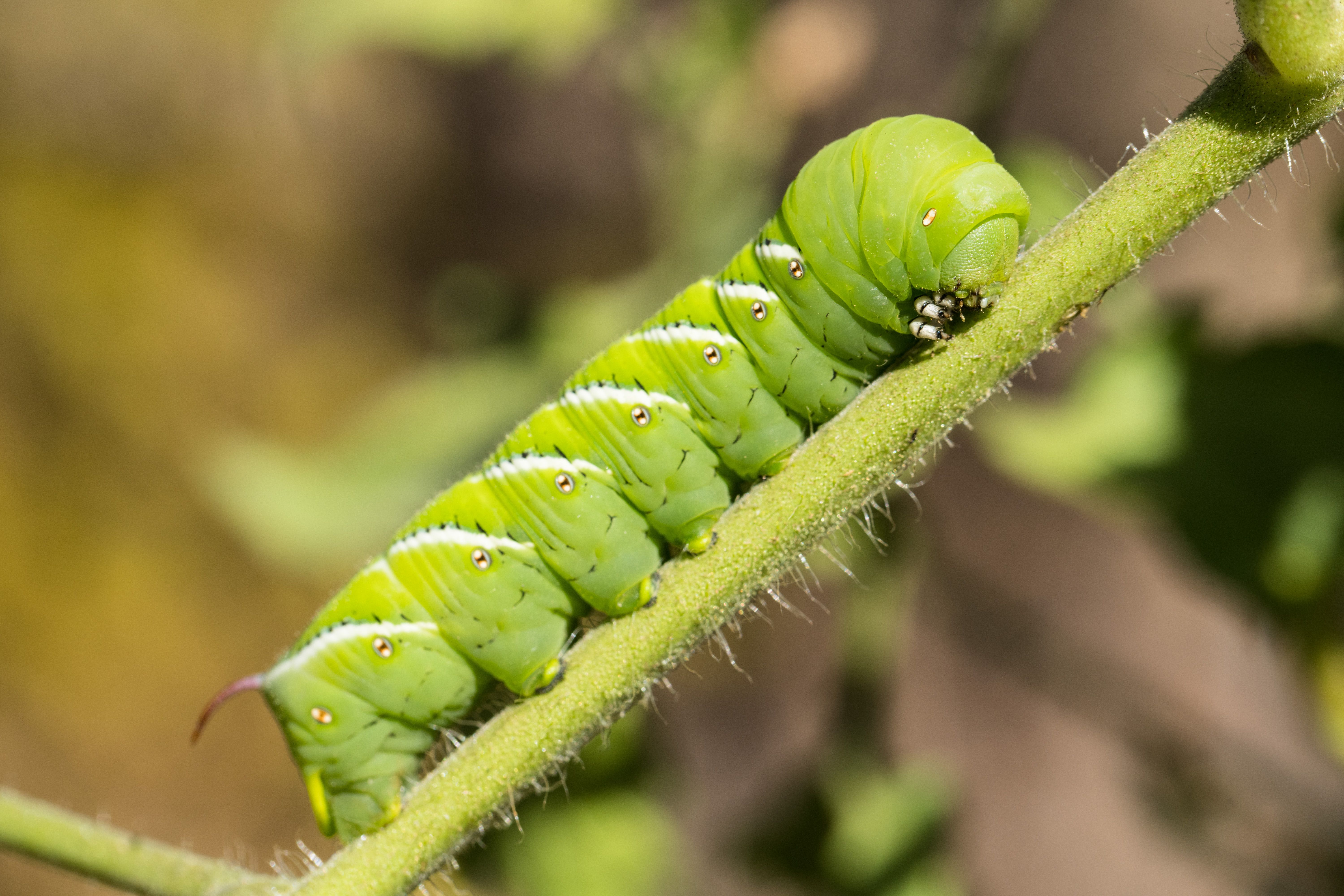Scientists Put Caterpillars in an Ultraquiet Chamber to Learn How They Hear Without Ears