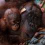 Indonesia rescues second orangutan mother and baby from wildfire