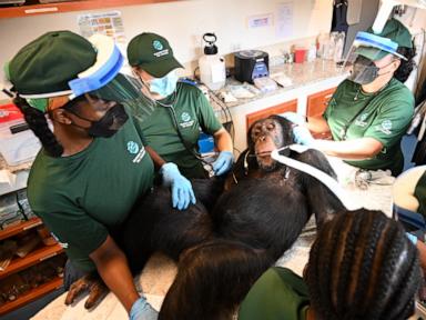 Chimpanzees used for vaccine research get health checks as part of long-term care