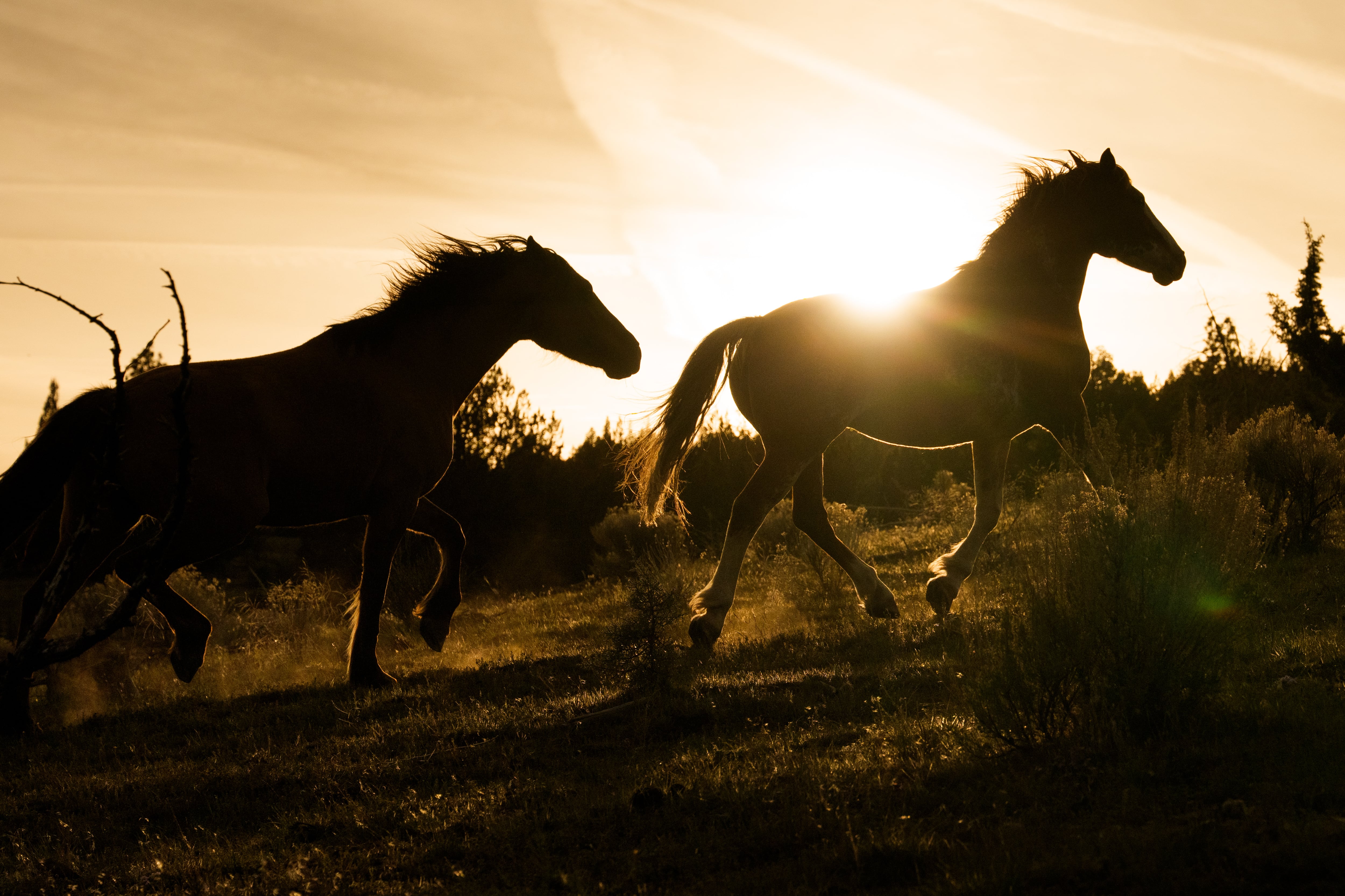 Under Trump, protected wild horses are going to slaughter