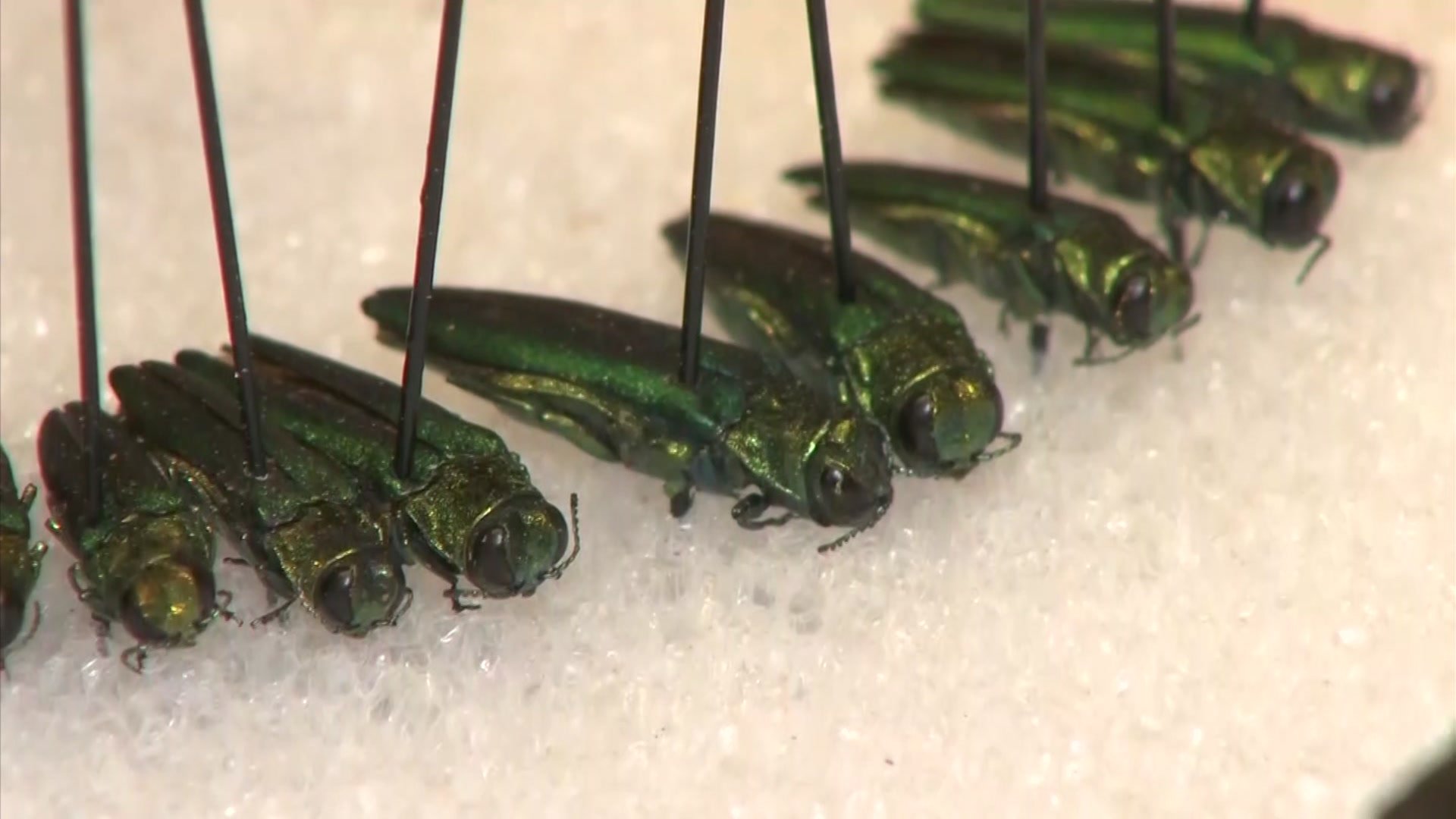 Emerald ash borer beetle detected in five additional counties