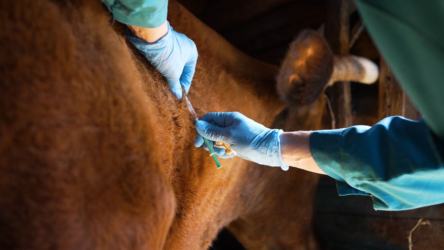 OBP acting CEO suspended amid FMD vaccine pricing allegations