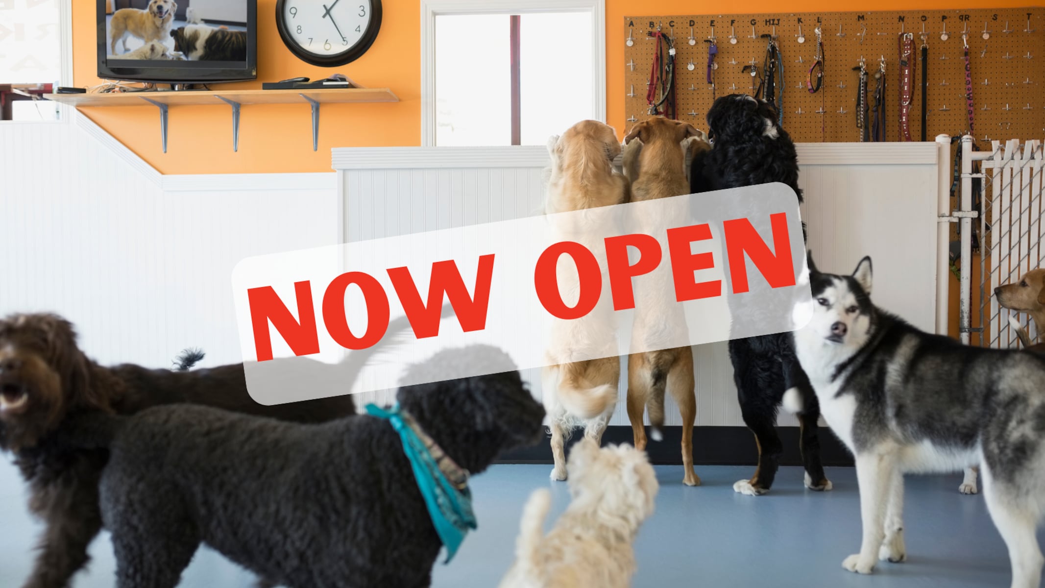 This new pet care facility in Cherry Hill is helping shelter dogs find their homes