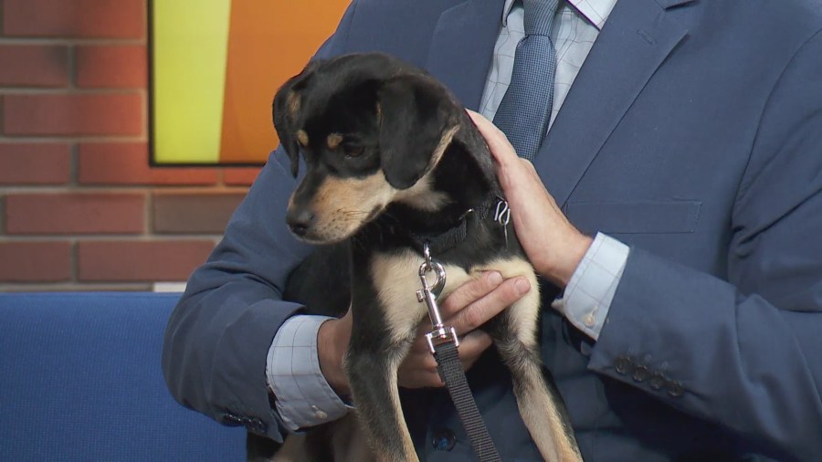 PAWS Chicago Pet of the Week: Felicia