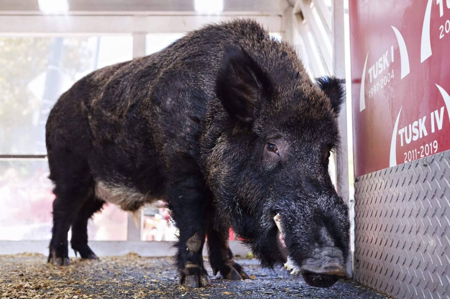 Arkansas' live mascot Tusk VII won't attend Razorbacks' season opener due to heat