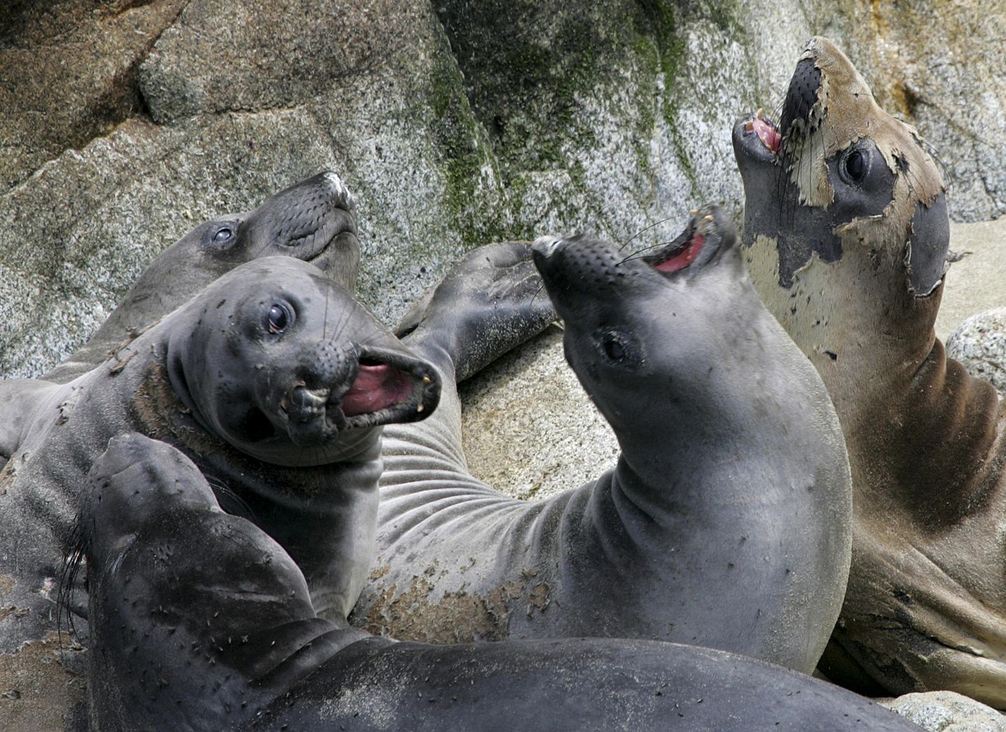 Australia to pull researchers from remote island before elephant seals die en masse from bird flu