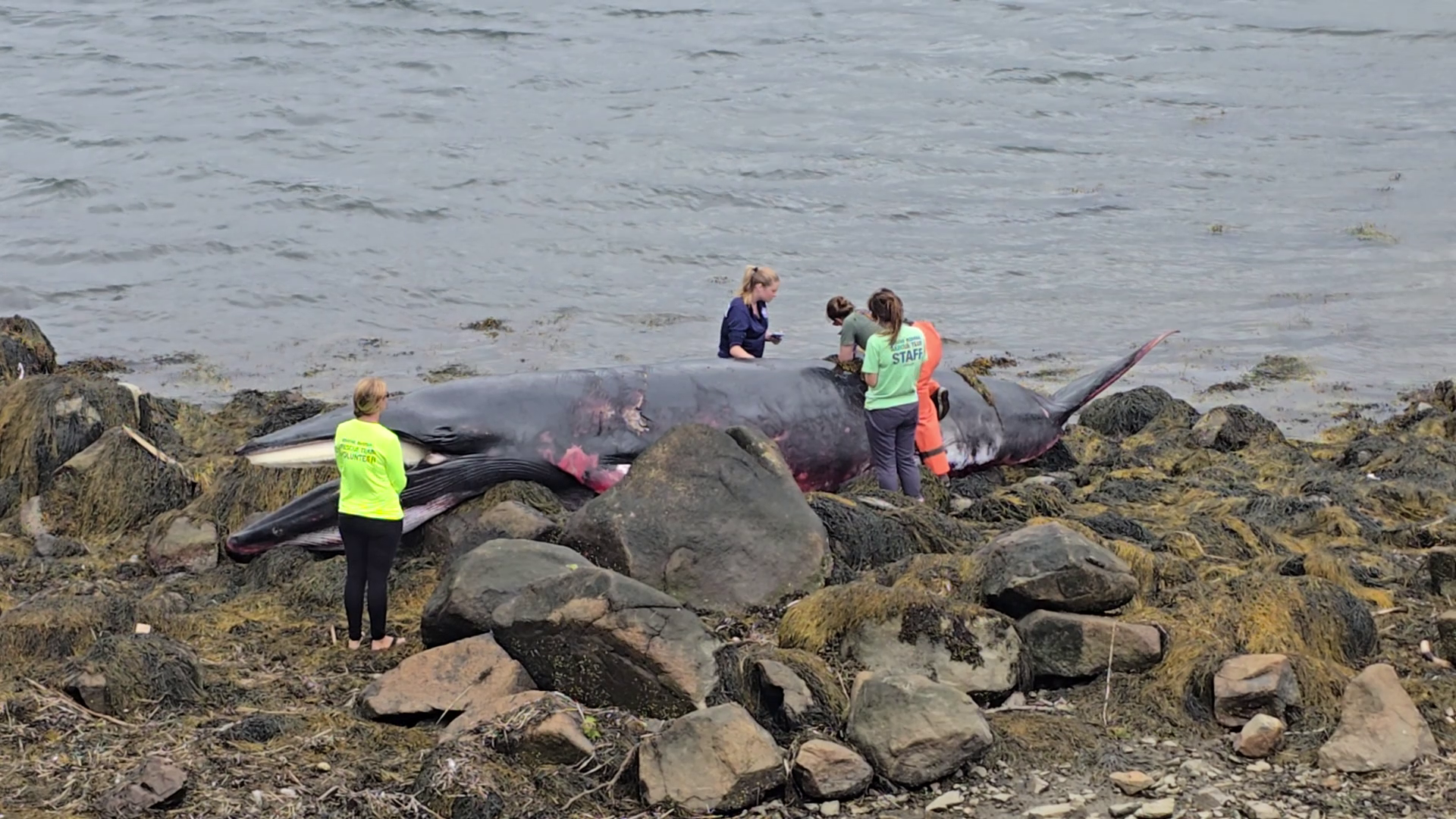 Crews respond to dead whale on a North Shore beach