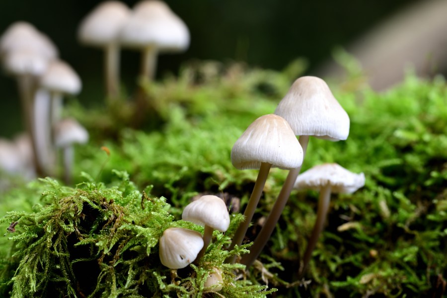 Psilocybin may help prevent painful chemotherapy side effect, study finds