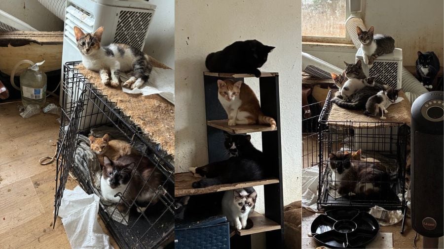 Tacoma Humane Society struggles to care for over 500 cats after the latest rescue
