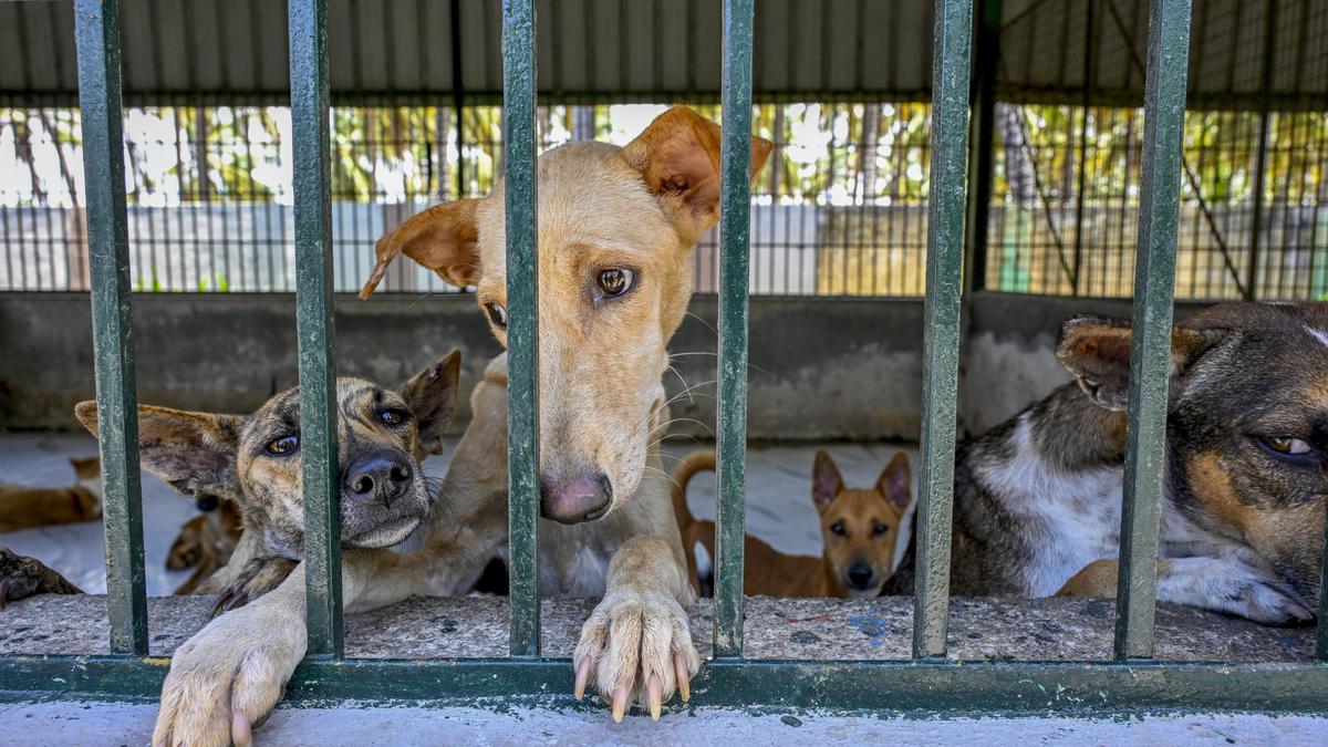 Tamil Nadu failing at animal birth control