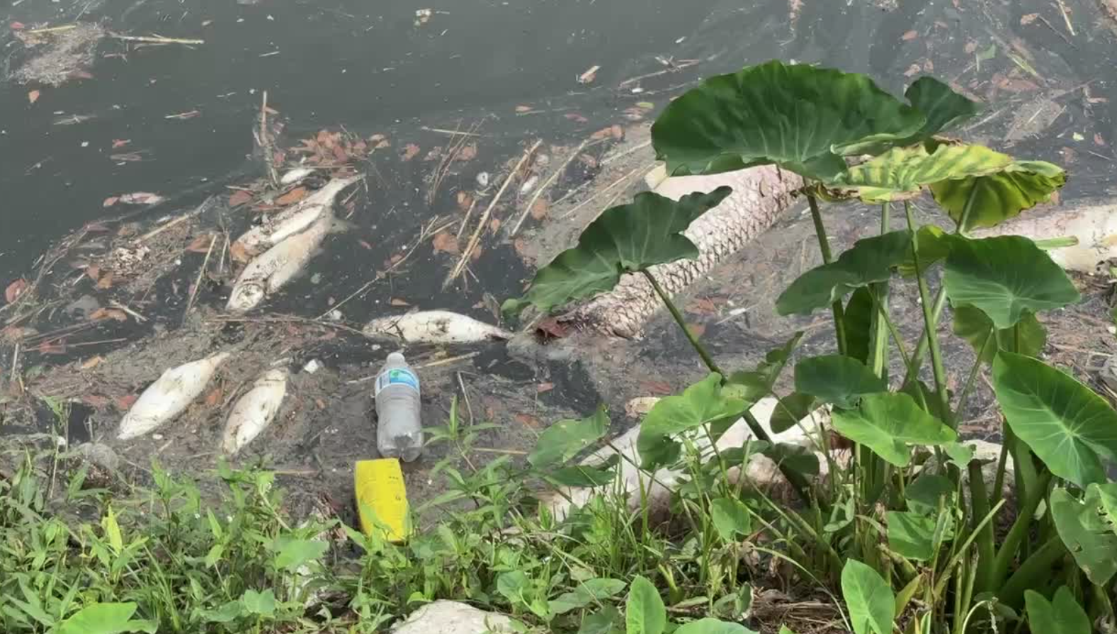 Dead fish in Houston waterways? Wildlife officials say that's natural