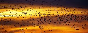 Reminisce on the great migration of the Sandhill cranes