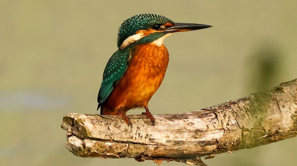 RSPB marks 50 years at wildlife-rich reserve