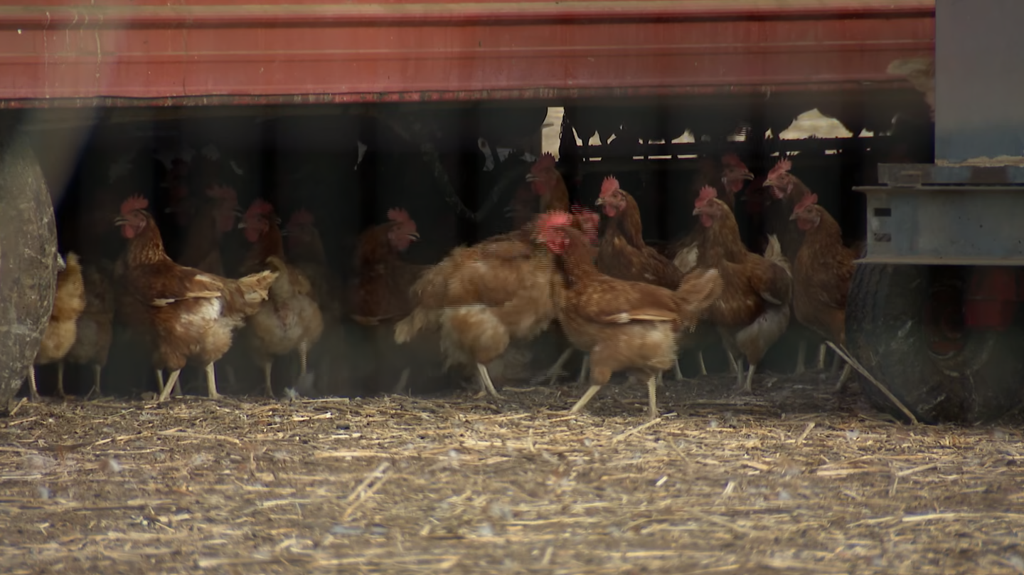Happy Hens owner responds to County and FDA test results on salmonella outbreak