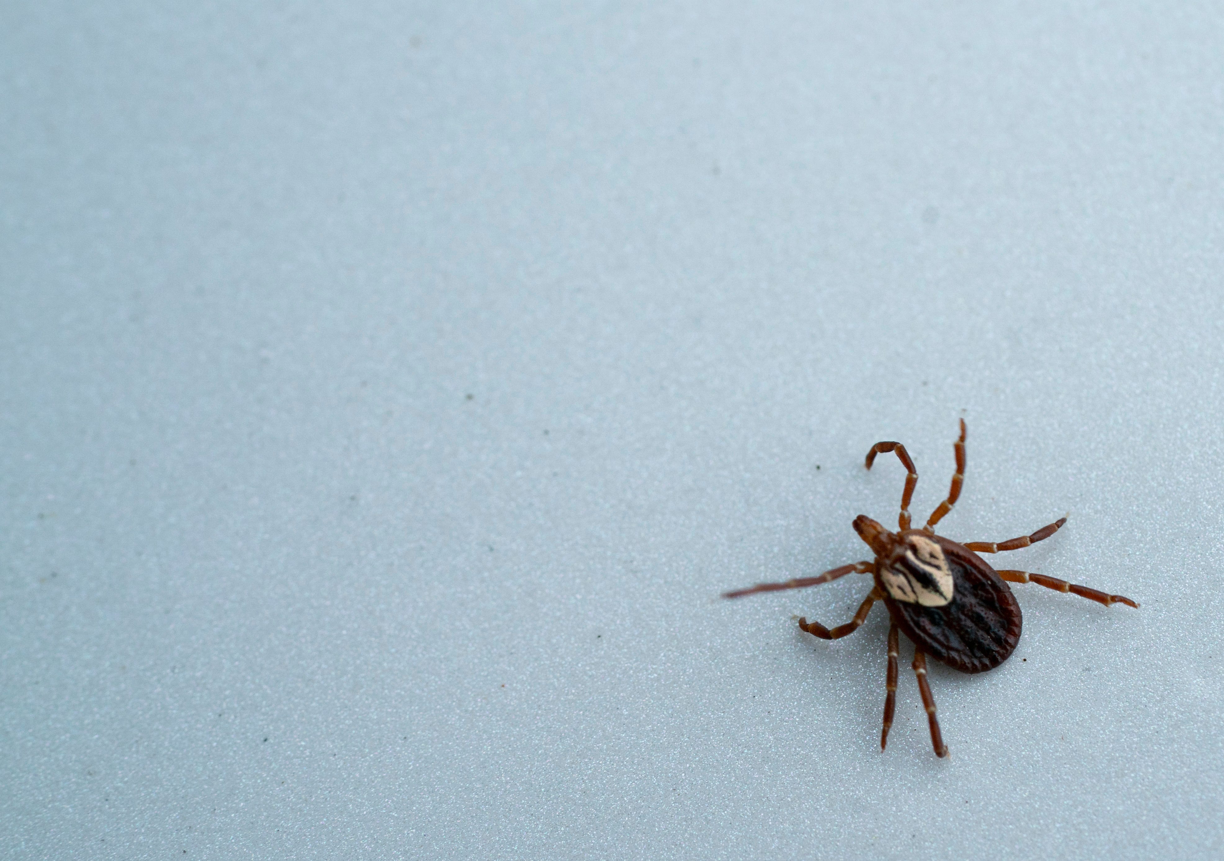 Pa. GOP lawmakers explore increased public health reporting for tick-borne diseases