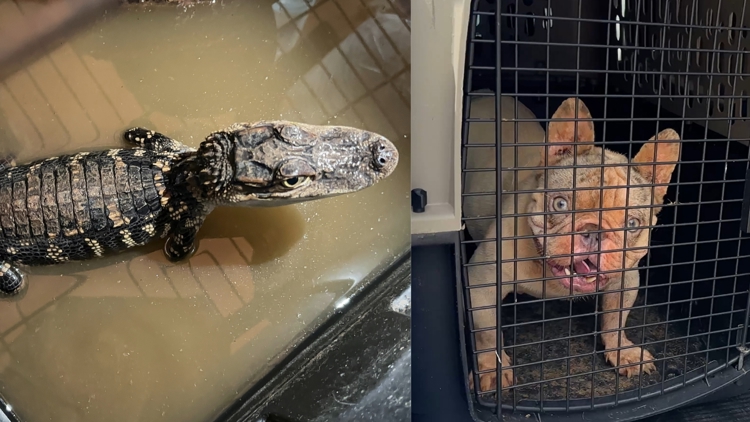 Alligator, puppies among 19 animals rescued from sweltering garage at Cypress-area home, Houston SPCA says