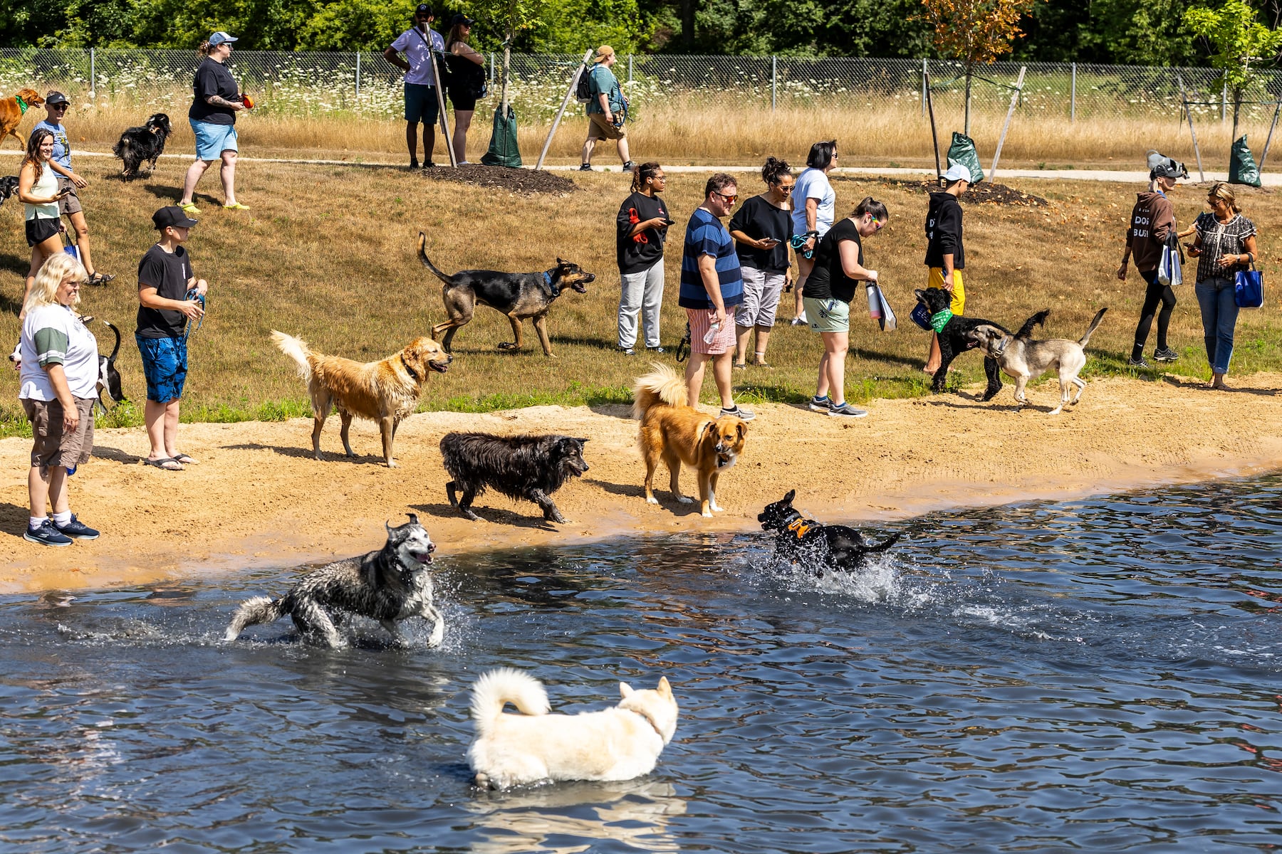 Dog parks are an antidote to the isolation and divisions that social media can fuel | The Conversation