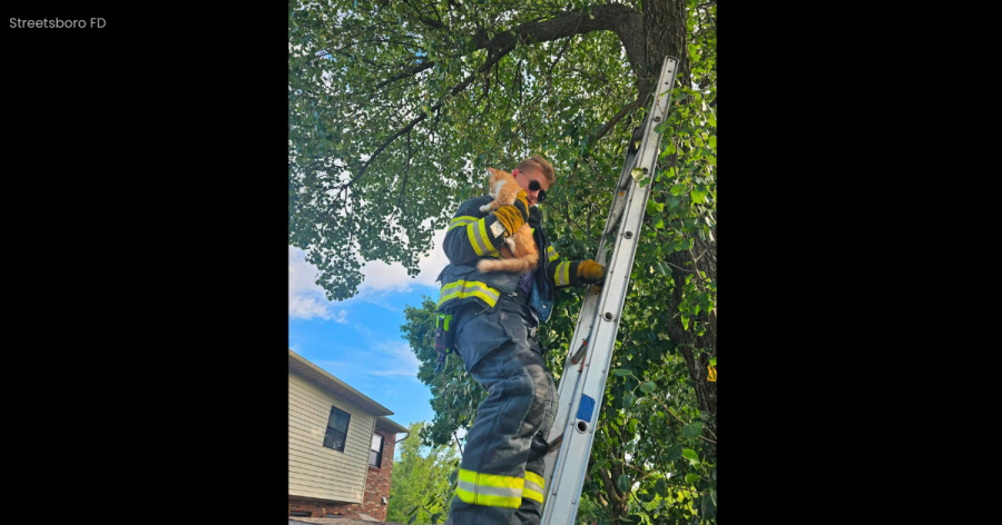 LOOK: Streetsboro Fire Department rescues kitten stuck in a tree