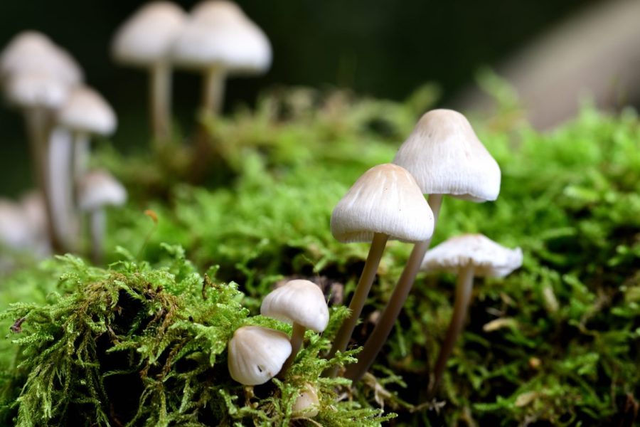Psilocybin may help prevent painful chemotherapy side effect, study finds