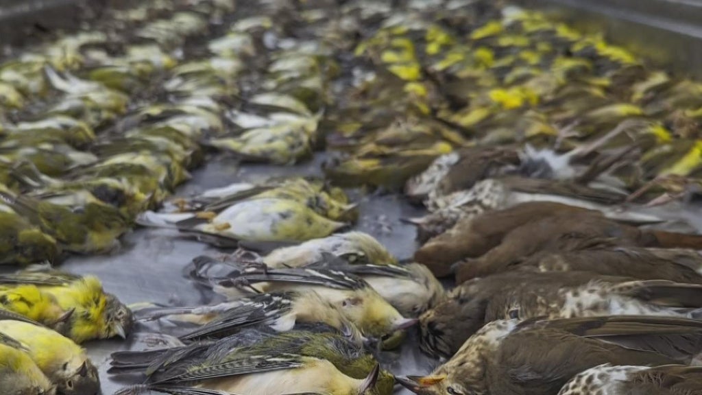 Chicago City Council to consider building requirements to protect migratory birds