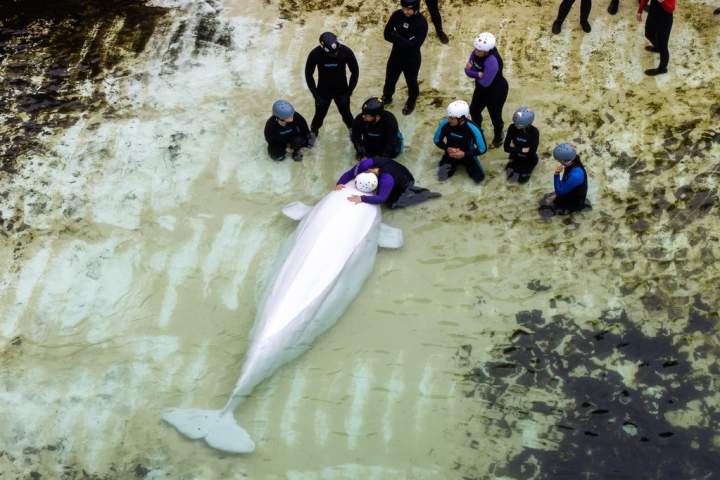 Several belugas from Marineland have health issues, Chicago aquarium says