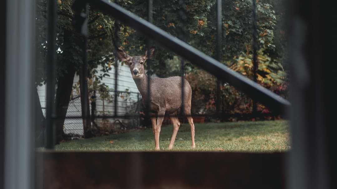 Wild deer has to be escorted out after invading Florida man’s bathroom and swimming pool