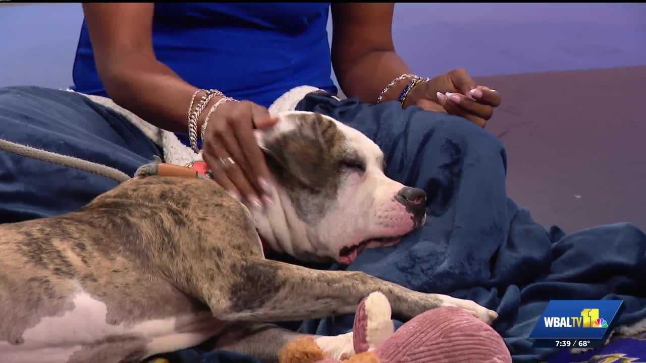 Humane Society of Harford County: Scooter is ready for adoption!