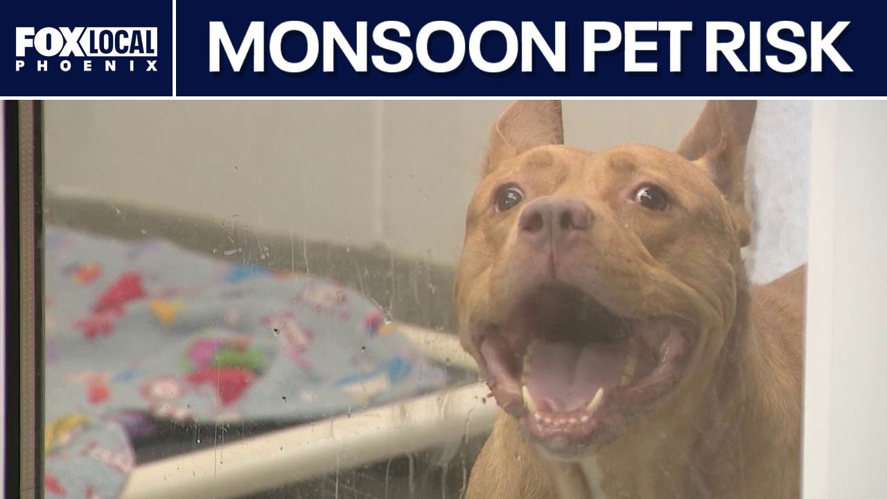 Maricopa County warns of lost pets during Monsoon season