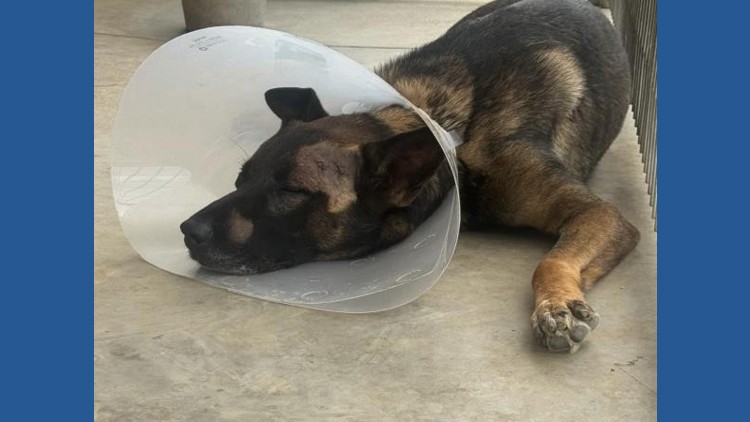 Sheriff's K-9 stabbed during arrest in Escondido