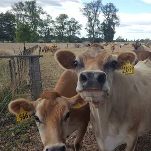 Grain sector ‘disappointed’ farmers are choosing cheap palm kernel feed over local grain
