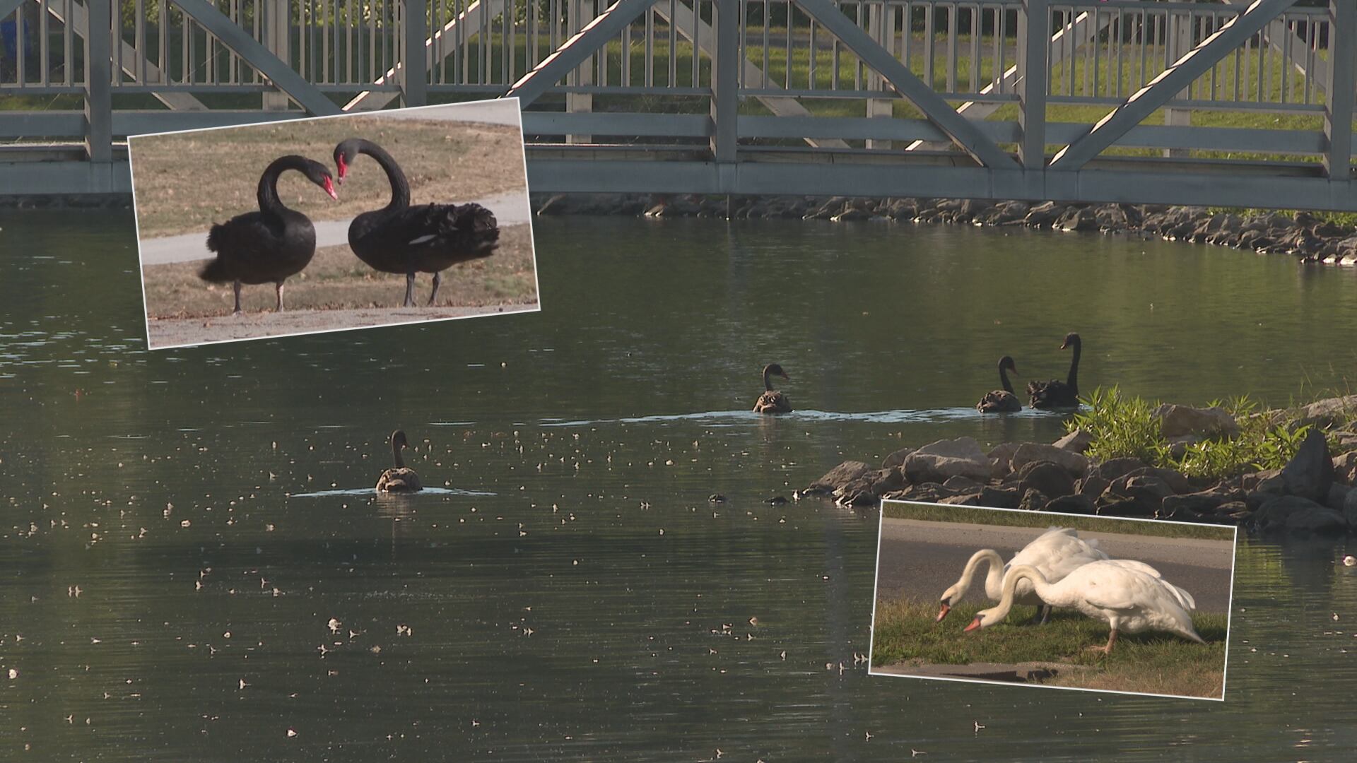 Metro East swans who once lost mates now have new mates and welcome baby swans, thanks to community