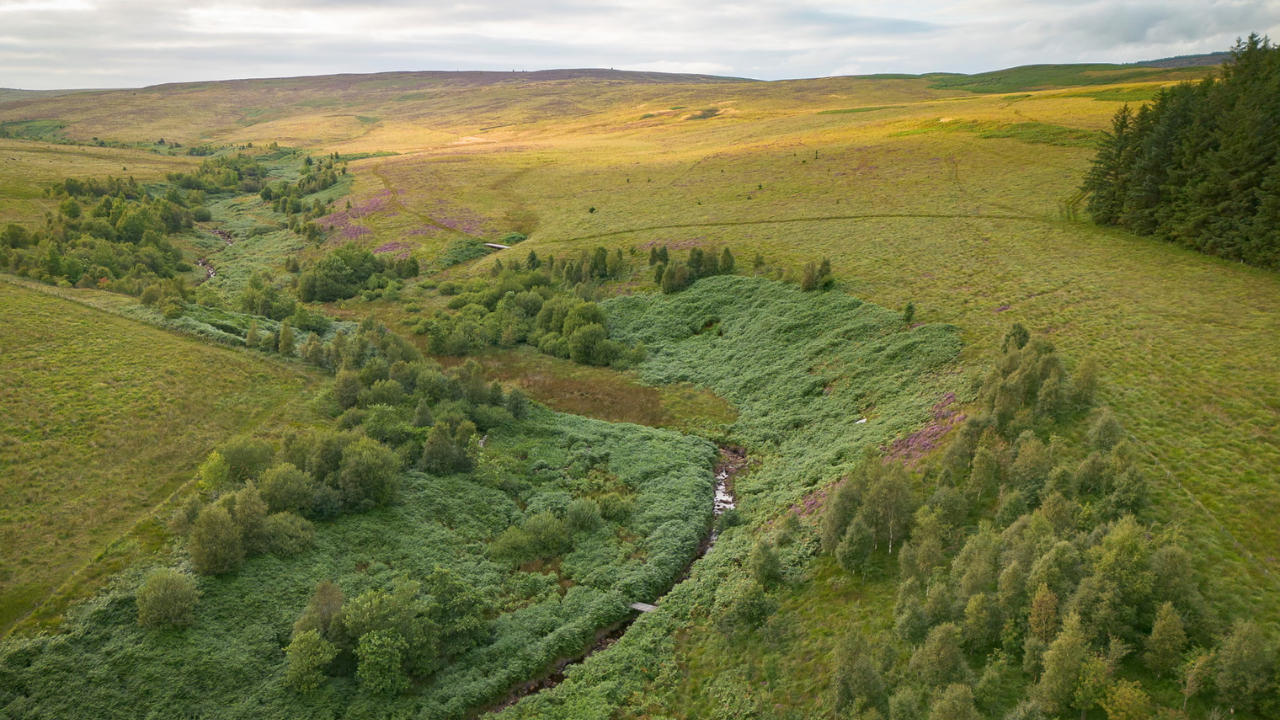 Britain’s ‘yellowstone’ plan: 7,500 acres bought for £8.5m