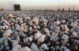"Cotton – 2026": The Crucial Season Begins