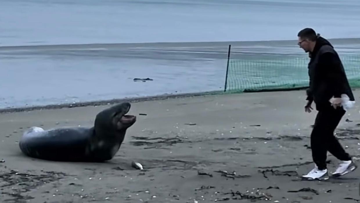 Watch: ‘Leave it alone’, man told as he throws dead fish to leopard seal