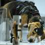 Can dogs sniff cancer? AI joins the hunt in India