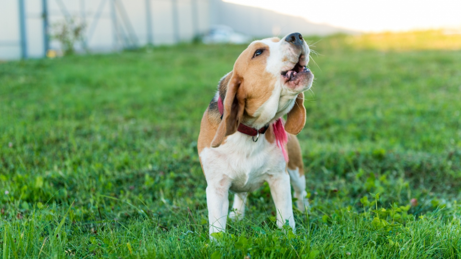 As Bhutan eliminates dog-transmitted rabies, experts stress one thing: Don’t delay after a bite
