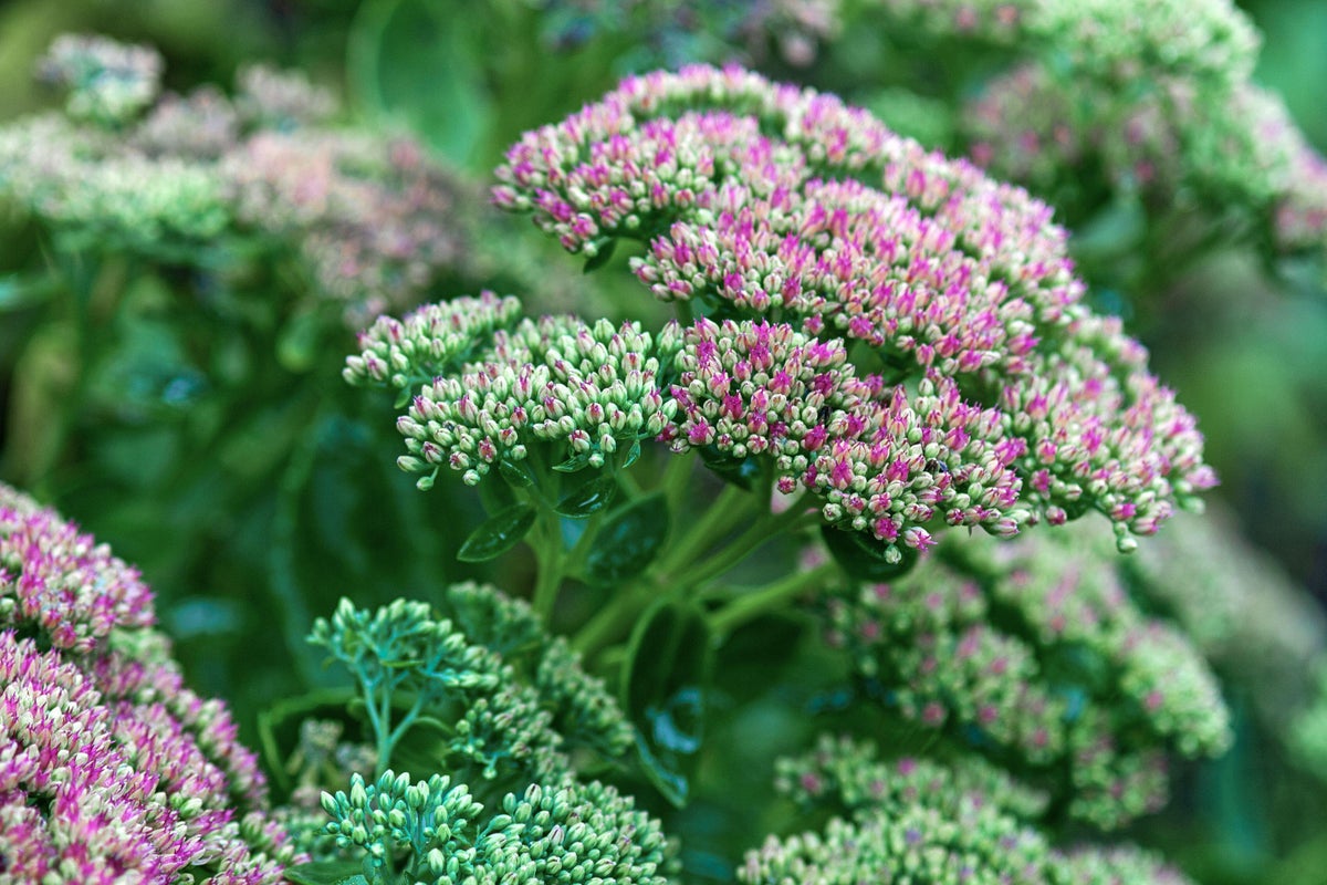 El Nino: How to future-proof your garden with drought-loving plants