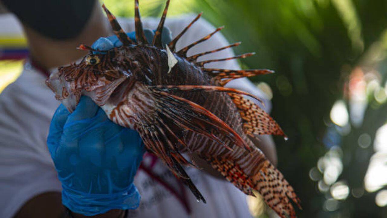 Brazil pays $10 per lionfish as nearly 500 invasive fish are removed