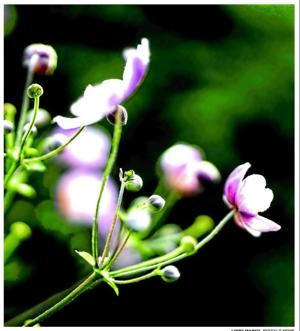 SO DELICATE