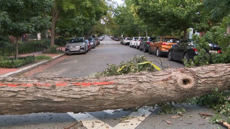 Neighbors in Northeast DC waiting for city to remove massive fallen tree days after severe storms