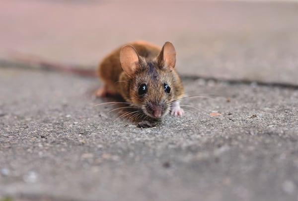 Why a parked car is a mouse magnet, and what to do about it according to Consumer Reports
