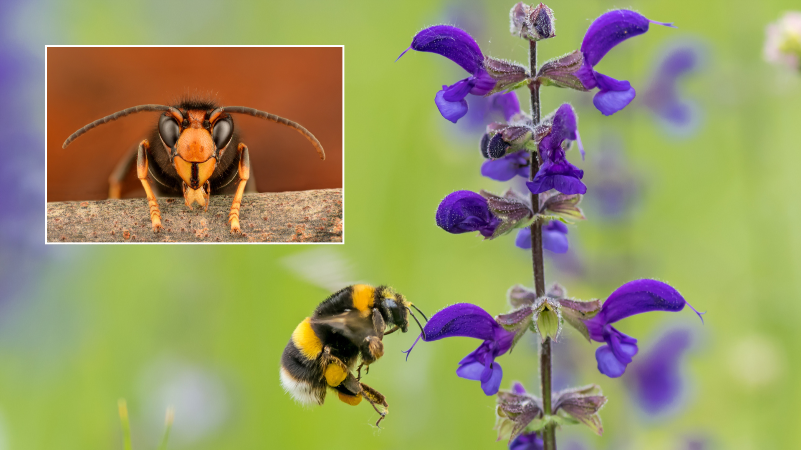 Britain’s 'national bee unit' in battle to save pollinator from deadly yellow-legged hornets