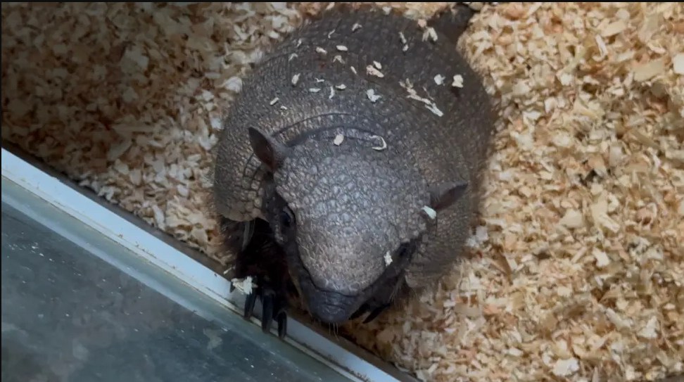 Frantic search for ‘stinky’ armadillo Stanley after he broke out of popular UK zoo