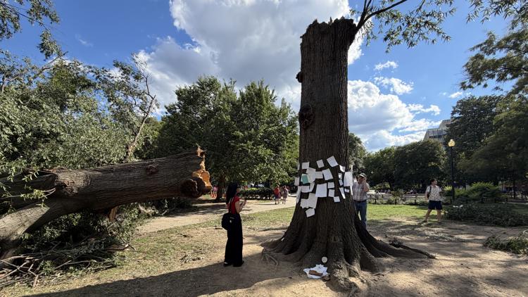 'Goodnight sweet tree' | DC residents mourn Dupont Circle tree downed during thunderstorm