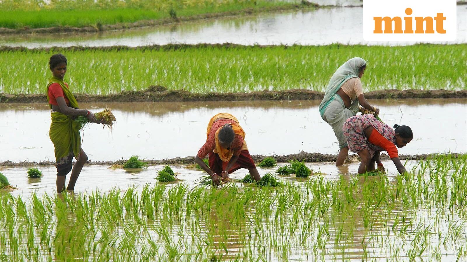 Kharif sowing gap narrows to 1.6%, but key crops lag