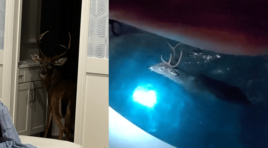 WATCH: Buck found inside Florida home jumps in pool twice before deputies guide it out