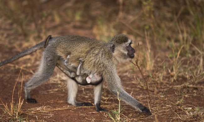 The Monkeyfisher: an Award for the Year’s Worst Journalism