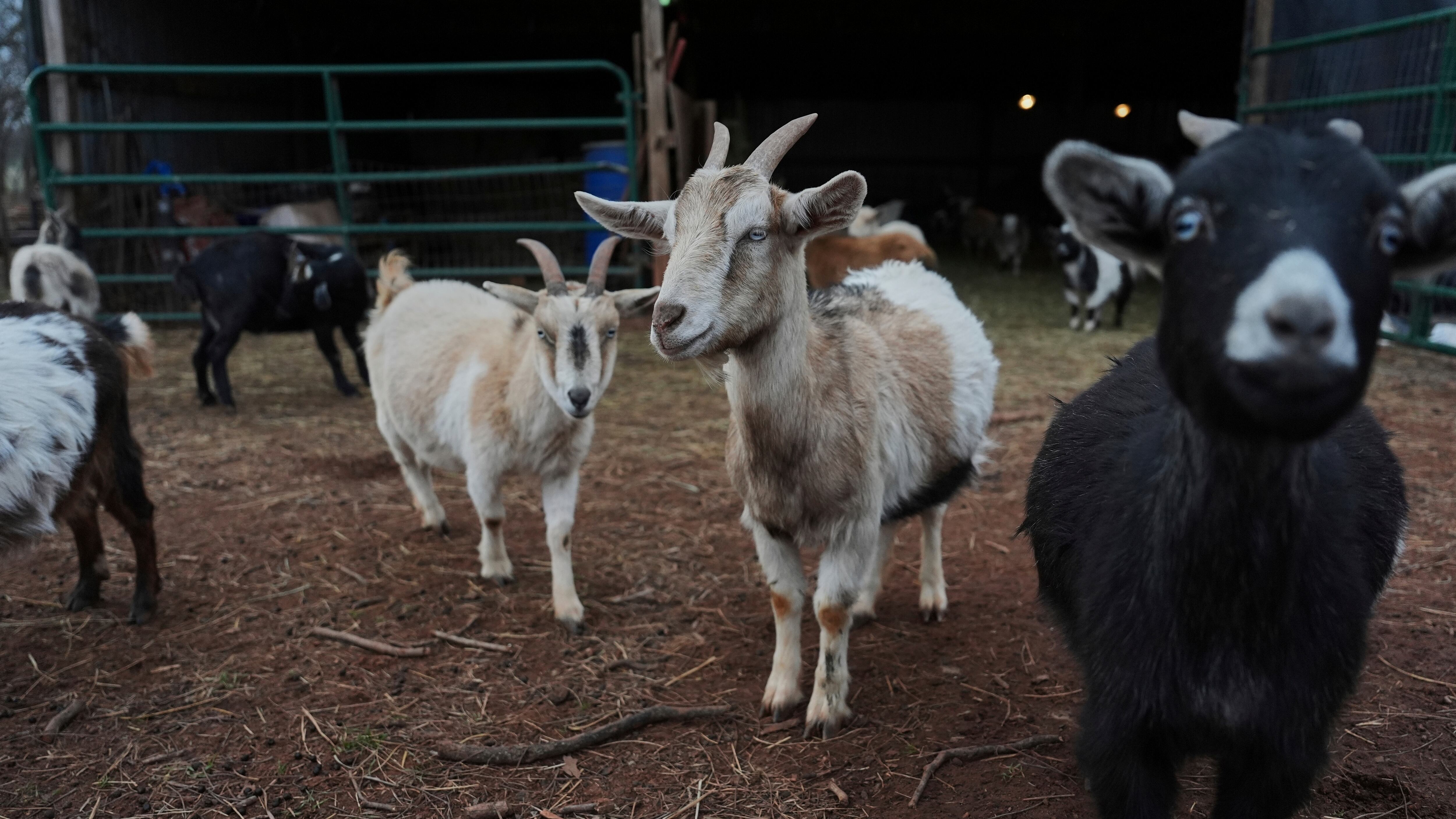 Nearly 300 people may have been exposed to rabies from goats at a petting zoo
